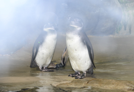 penguinの写真素材