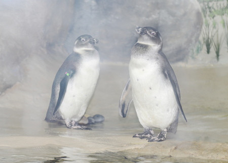 pengiunの写真素材