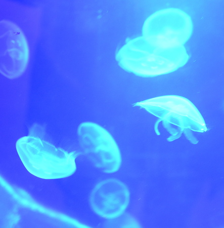 jellyfishの写真素材