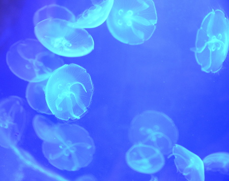 jellyfishの写真素材