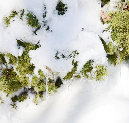 pine tree with show and icicleの写真素材