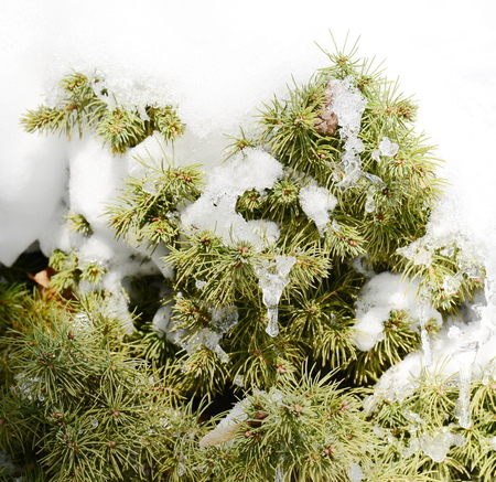 pine tree with show and icicleの写真素材