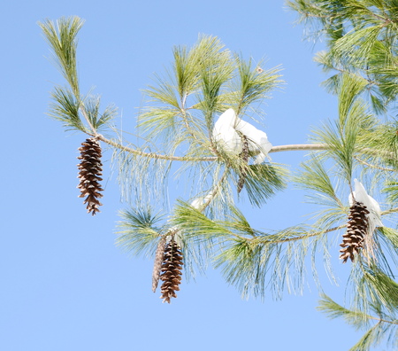 pine cone with snowの写真素材