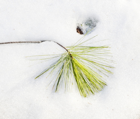 pine branch on the snow