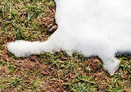 Melting snowの写真素材