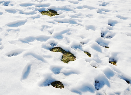 Melting snowの写真素材