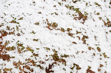 Melting snowの写真素材