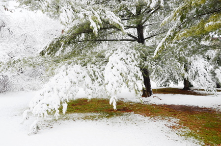 winter pine treeの写真素材