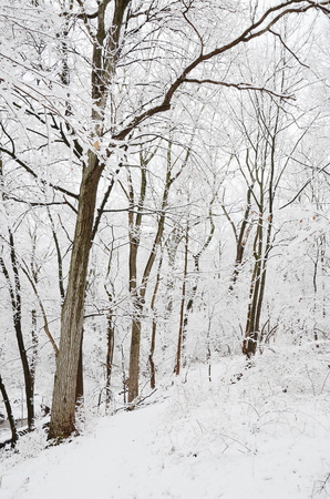 Winter forestの写真素材
