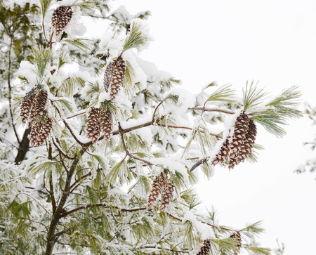 pine tree with coneの写真素材