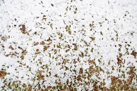 Melting snowの写真素材