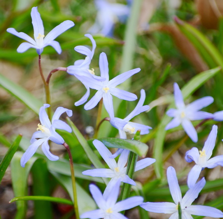 snowdrops blue flowersの写真素材