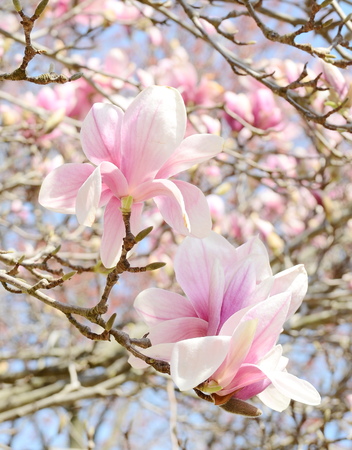 magnolia tree blossomの写真素材