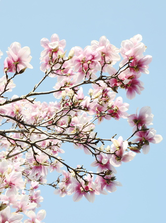 magnoliaの写真素材
