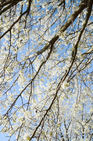 cherry blossomの写真素材