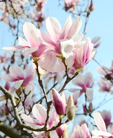 magnolia blossomの写真素材