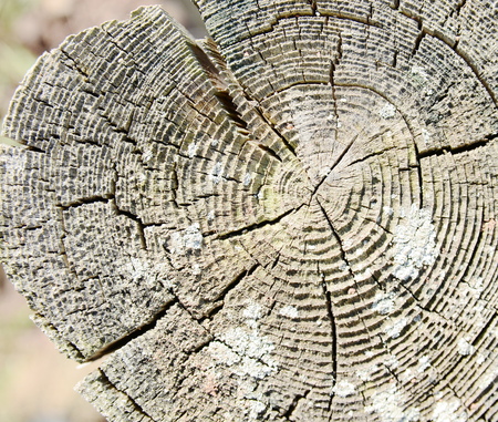 Tree circle textureの写真素材