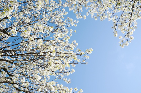 cherry blossom treeの写真素材