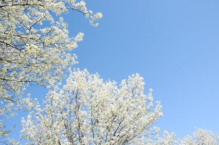 cherry blossom treeの写真素材