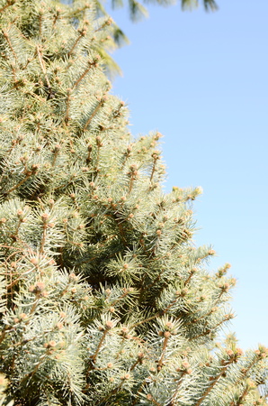 pine branchesの写真素材