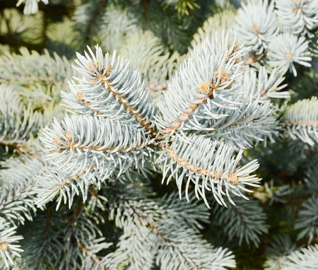 fir branchesの写真素材