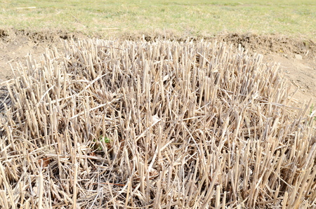 dry grassの写真素材