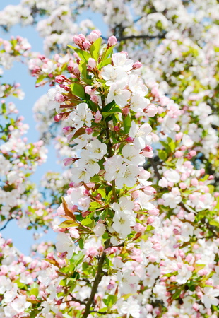 Apple blossomの写真素材