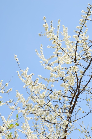 white tree blossomの写真素材
