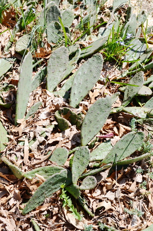 Desert Cactusの写真素材