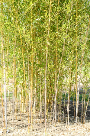 Bamboo treeの写真素材