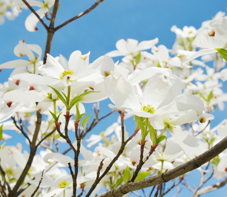 white tree dogwoodの写真素材
