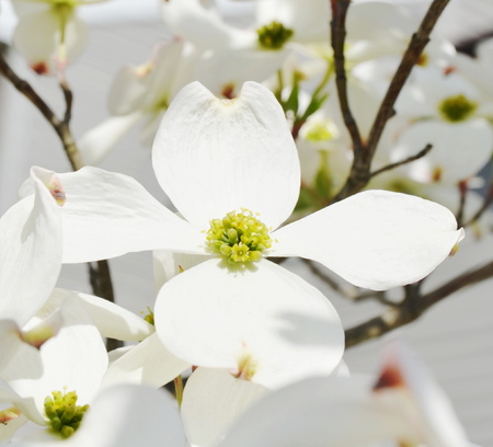White dogwood tree flowers bloomingの写真素材