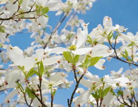 White dogwood tree flowers bloomingの写真素材