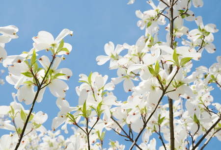 White dogwood tree flowers bloomingの写真素材