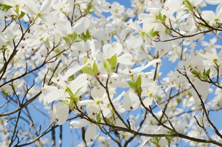White dogwood tree flowers bloomingの写真素材