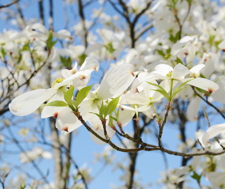 White dogwood tree flowers bloomingの写真素材