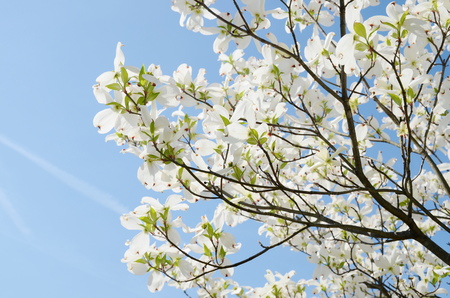 White dogwood tree flowers bloomingの写真素材