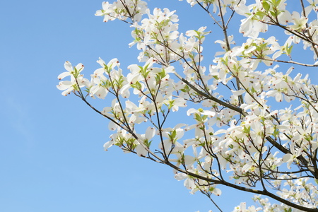 White dogwood tree flowers bloomingの写真素材