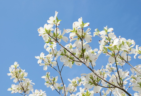 White dogwood tree flowers bloomingの写真素材
