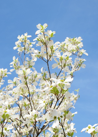 White dogwood tree flowers bloomingの写真素材