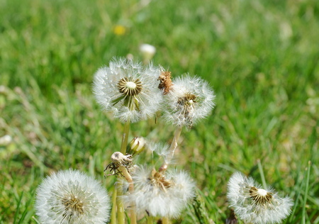 Dandelionの写真素材