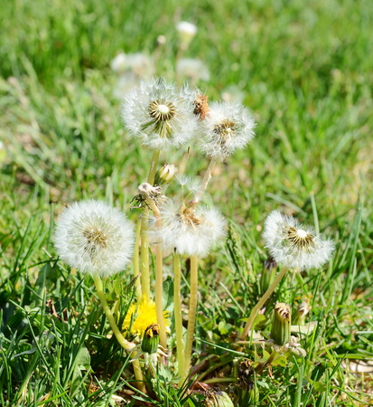 Dandelionの写真素材