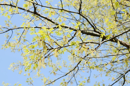 acorn treeの写真素材