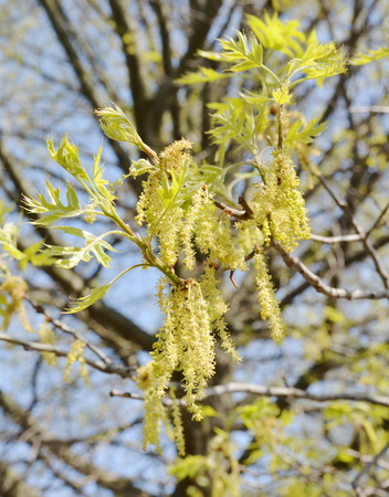 acorn treeの写真素材