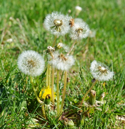 Dandelionの写真素材