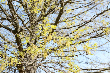 acorn treeの写真素材