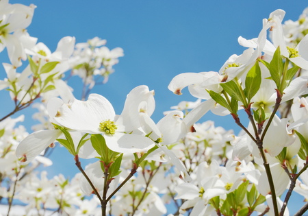 White dogwood tree flowers bloomingの写真素材