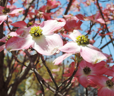 Red dogwood blossomの写真素材
