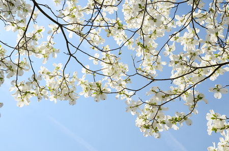White dogwood tree flowers bloomingの写真素材