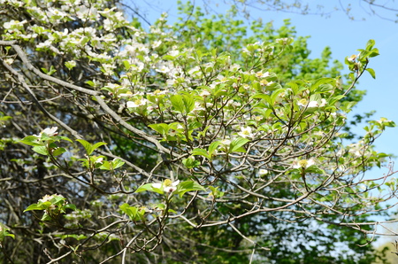 White dogwood tree flowers bloomingの写真素材